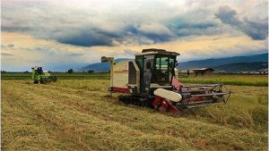 پیش‌بینی برداشت ۱۲ هزار تن شالی در ساری؛ گامی به‌سوی کشاورزی پایدار