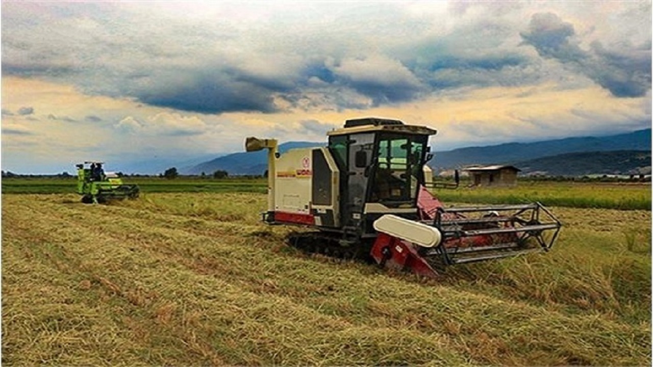 پیش‌بینی برداشت ۱۲ هزار تن شالی در ساری؛ گامی به‌سوی کشاورزی پایدار