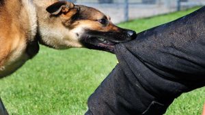 هشدار و توصیه‌های بهداشتی درباره بیماری هاری