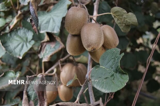 تیموری: ۵۰۲ محموله کیوی از مازندران روانه بازارهای خارجی شد
