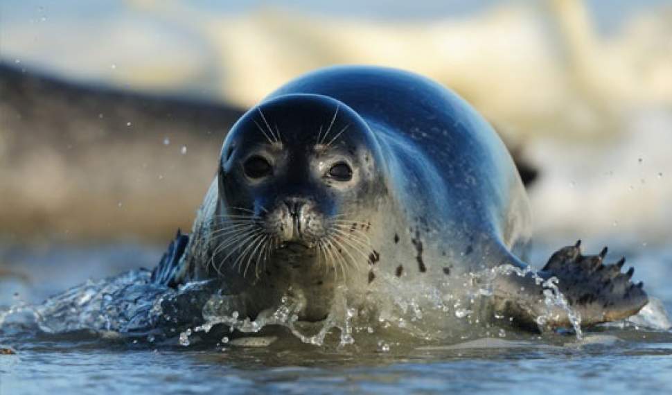 یادگار کهن تتیس، در پیچ و خم انقراض