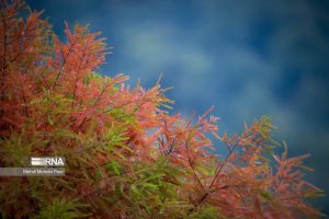 داده‌کاوی از کاهش چشمگیر بارش‌ها در مازندران