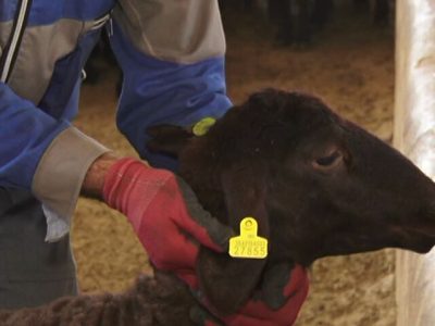 اجرای سراسری طرح پلاک‌کوبی دام در مازندران