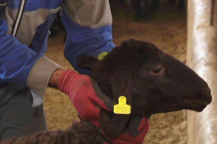 اجرای سراسری طرح پلاک‌کوبی دام در مازندران