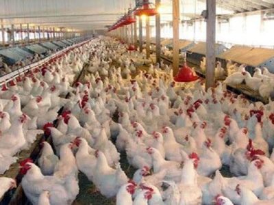 احتکار ۴۰ تن مرغ زنده در ساری