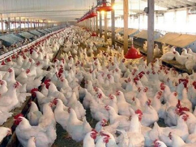 احتکار ۴۰ تن مرغ زنده در ساری