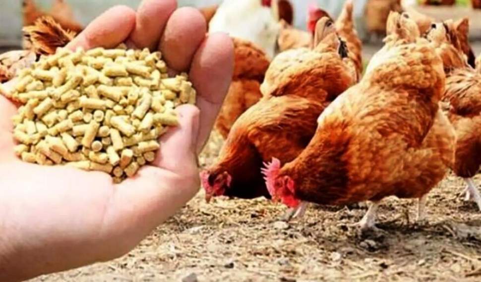 نفس تازه به مرغداران با گشایش تأمین نهاده‌ها