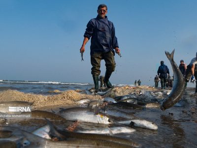 ارزش صید ماهیان دریای خزر در مازندران به ۵۵۰ میلیارد تومان رسید