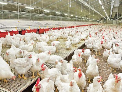 تأمین روزانه ۹۰۰ تن گوشت سفید در مازندران و رفع نگرانیهای بازار