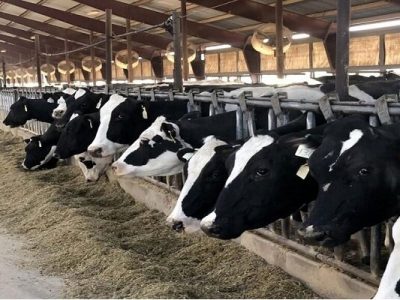 تکمیل بانک اطلاعات دام مازندران با ثبت ۶۶۰ هزار رأس