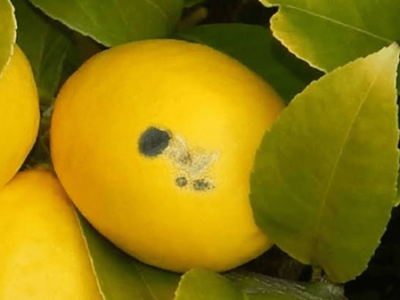 هشدار افزایش بیماری بلاست باکتریایی مرکبات در مازندران