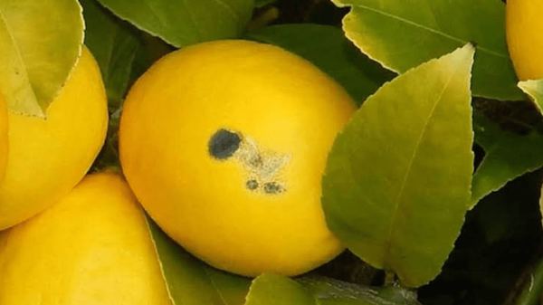 هشدار افزایش بیماری بلاست باکتریایی مرکبات در مازندران