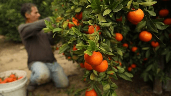 کاهش باروری مرکبات مازندران با افزایش قیمت جبران شد