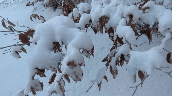 سه‌شنبه بارانی و برفی در مازندران