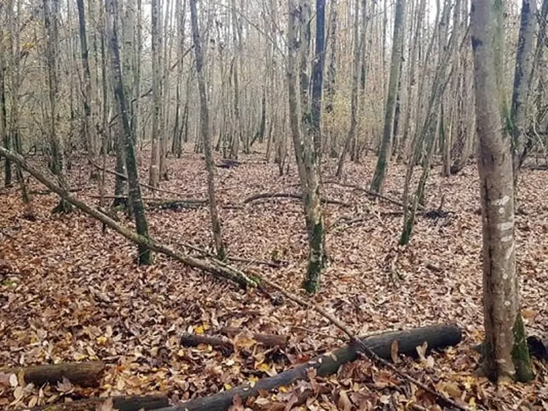 درختان شکسته در حریم رودخانه‌ها به تهدیدی جدی برای پل‌ها و جان مردم تبدیل شده‌اند