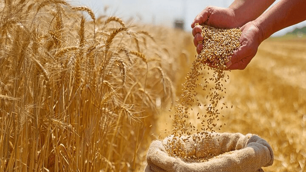 آخرین قیمت تضمینی گندم سال ۱۴۰۵ اعلام شد