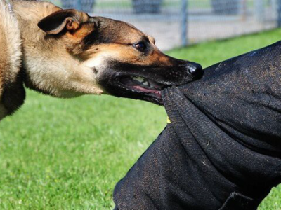 کاهش ۱۷ درصدی مصدومان گازگرفتگی سگ در مازندران