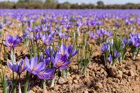 کشت طلای سرخ در شمال ایران