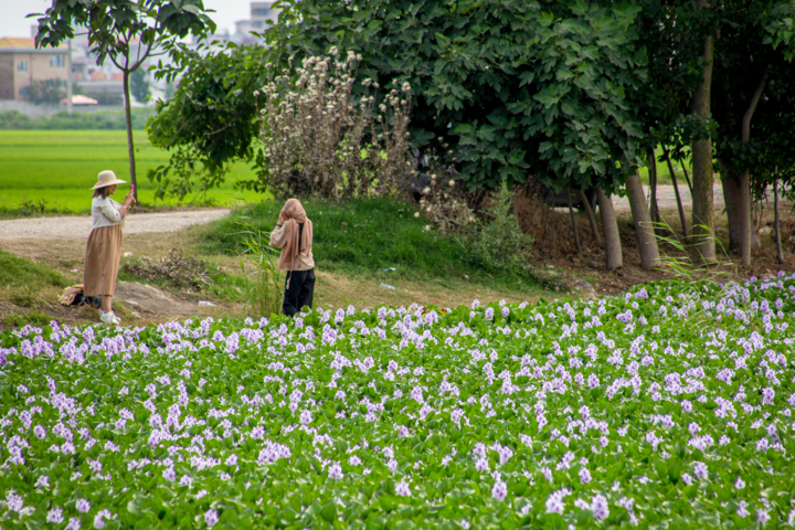 رهاورد صادرات گل و گیاه زینتی مازندران