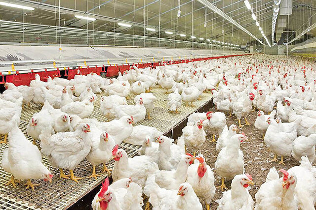 تأمین روزانه ۹۰۰ تن گوشت سفید در مازندران و رفع نگرانی‌های بازار