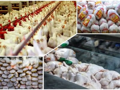 ثبات در بازار مرغ با تامین ۱۲ هزار تُن نهاده دامی