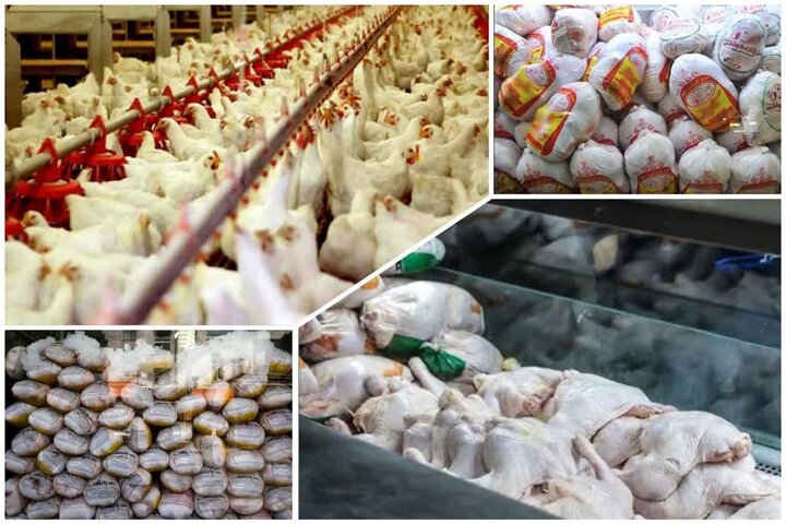 ثبات در بازار مرغ با تامین ۱۲ هزار تُن نهاده دامی