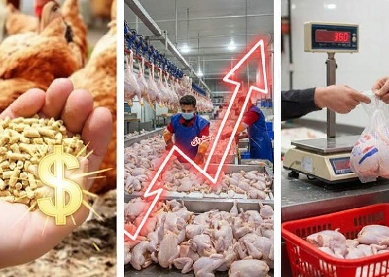 نسخه مازندران برای عبور بازار مرغ از شوک ارزی