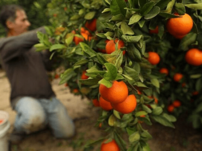 کاهش باروری مرکبات مازندران با افزایش قیمت جبران شد