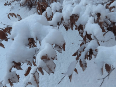 سه‌شنبه بارانی و برفی در مازندران