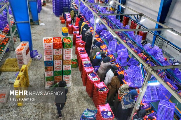 ۶۳۰۰ تن محصولات باغی طی یک هفته از مازندران صادر شد