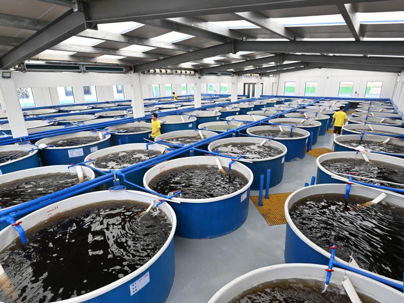 گامی مهم برای تقویت صنعت پرورش ماهیان خاویاری