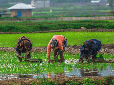 شالیزارهای مازندران در تب‌وتاب نشا؛ دستمزدهای ۲ میلیونی نشاکاران