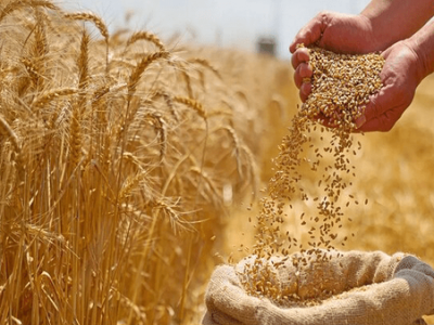 آخرین قیمت تضمینی گندم سال ۱۴۰۵ اعلام شد